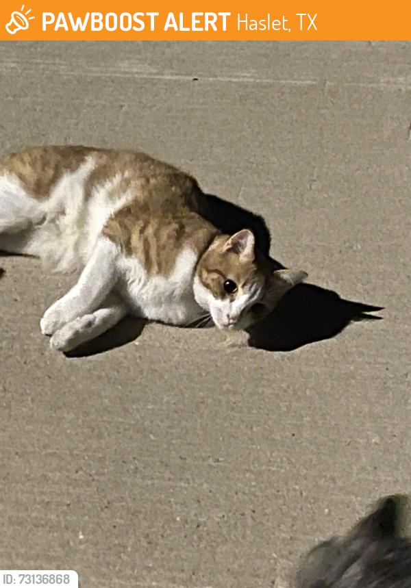 Found/Stray Unknown Cat last seen Cropout, Haslet, TX 76052
