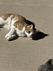 Found/Stray Unknown Cat last seen Cropout, Haslet, TX 76052