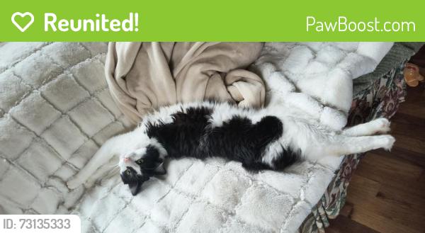 Reunited Male Cat last seen Bristol and Belsay, Burton, MI 48519