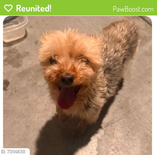 Reunited Male Dog last seen Portland Treaty Ave, Whitney, NV 89122, USA, Whitney, NV 89122