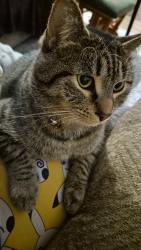 Lost Male Cat last seen In the woods behind Town Triangle Crossing, close to the highway., Raleigh, NC 27616
