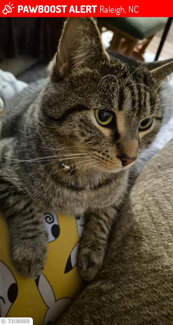 Lost Male Cat last seen In the woods behind Town Triangle Crossing, close to the highway., Raleigh, NC 27616