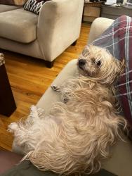 Lost Female Dog last seen Near St and Cotton Lane, Goodyear, AZ 85338