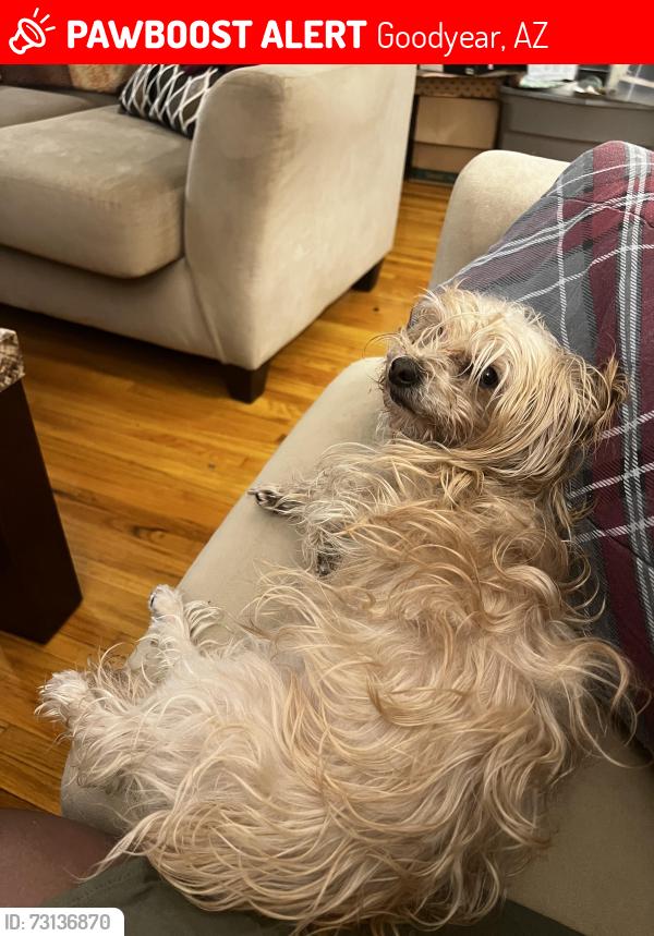 Lost Female Dog last seen Near St and Cotton Lane, Goodyear, AZ 85338