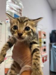 Shelter Stray Male Cat last seen Bexar County, 3353 Morningside Dr, New Braunfels, TX 78132, USA
