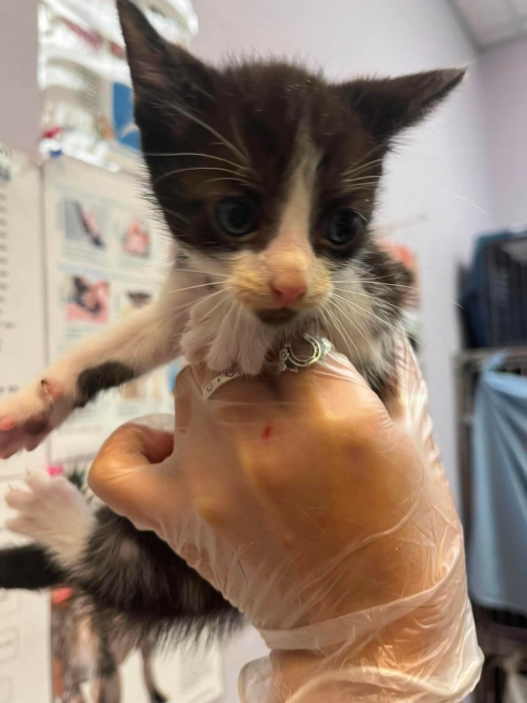 Shelter Stray Male Cat last seen Bexar County, 3353 Morningside Dr, New Braunfels, TX 78132, USA