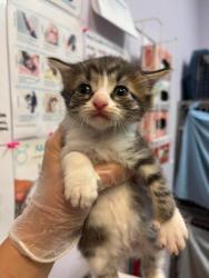 Shelter Stray Female Cat last seen Bexar County, 3353 Morningside Dr, New Braunfels, TX 78132, USA