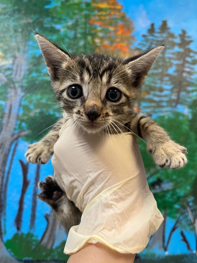 Shelter Stray Female Cat last seen Bexar County, 3353 Morningside Dr, New Braunfels, TX 78132, USA