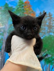 Shelter Stray Female Cat last seen Bexar County, 3353 Morningside Dr, New Braunfels, TX 78132, USA