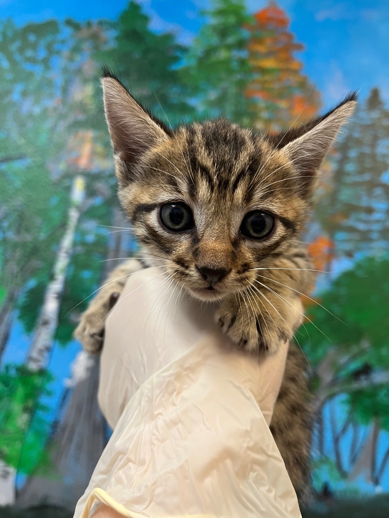 Shelter Stray Female Cat last seen Bexar County, 3353 Morningside Dr, New Braunfels, TX 78132, USA