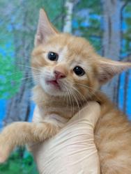Shelter Stray Male Cat last seen Bexar County, 3353 Morningside Dr, New Braunfels, TX 78132, USA