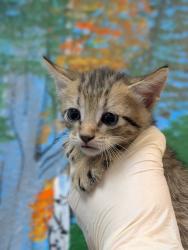 Shelter Stray Male Cat last seen Bexar County, 3353 Morningside Dr, New Braunfels, TX 78132, USA