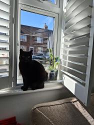 Reunited Male Cat last seen Fourth avenue Doncaster, Woodlands, England DN6 7QA