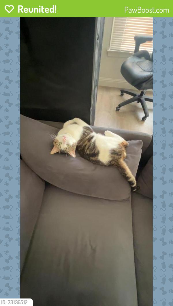 Reunited Male Cat last seen E 16th street Oakland ca, Oakland, CA 94601