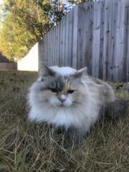 Lost Female Cat last seen Wateroak drive and Delaware, Lynn Haven, FL 32444