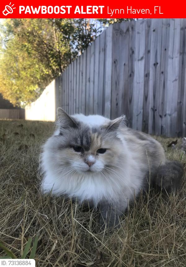 Lost Female Cat last seen Wateroak drive and Delaware, Lynn Haven, FL 32444