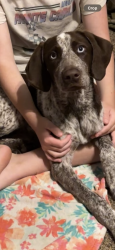 Reunited Female Dog last seen 241st and highway 33, Sapulpa, OK 74066