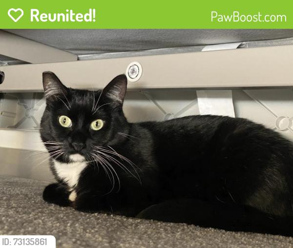 Reunited Female Cat last seen Parker’s Abby neighborhood, near 119th st and NE 132nd ave, Orchards, WA 98682