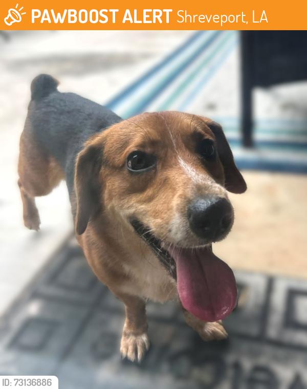Found/Stray Male Dog last seen Garland Pl Street University Terrace, Shreveport, LA 71115