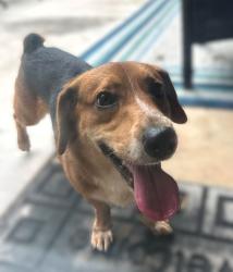 Found/Stray Male Dog last seen Garland Pl Street University Terrace, Shreveport, LA 71115