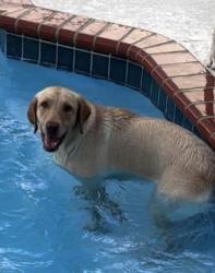 Reunited Female Dog last seen Near Nw 77th Court Hialeah, FL 33015, Hialeah, FL 33015