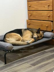 Reunited Male Dog last seen Raymer Way and Grant Line, Rancho Cordova, CA 95742