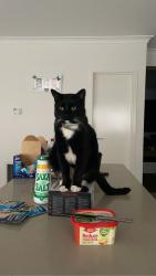 Lost Male Cat last seen Olympic park, Heidelberg West, VIC 3081