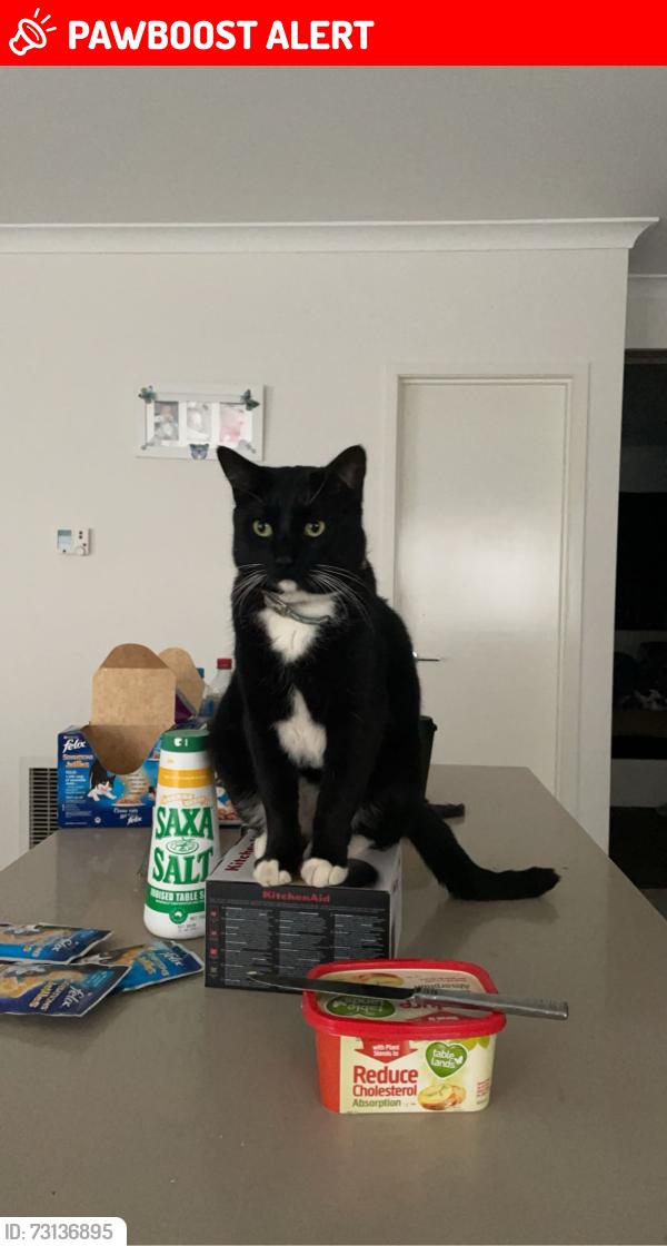 Lost Male Cat last seen Olympic park, Heidelberg West, VIC 3081