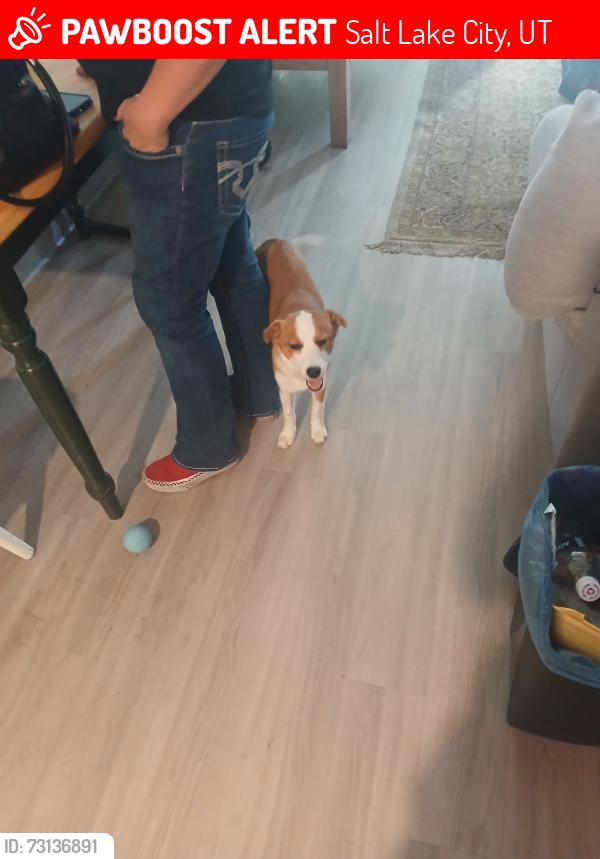 Lost Female Dog last seen U of U medical center, Salt Lake City, UT 84132