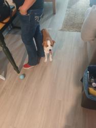 Lost Female Dog last seen U of U medical center, Salt Lake City, UT 84132