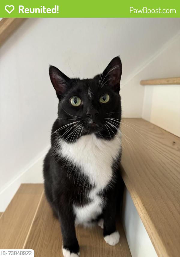Reunited Male Cat last seen Tulane and heights Ave, Lansing, MI 48912