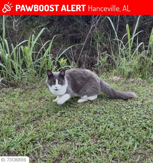 Lost Male Cat last seen Near WSCC, Hanceville, AL 35077