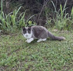 Lost Male Cat last seen Near WSCC, Hanceville, AL 35077