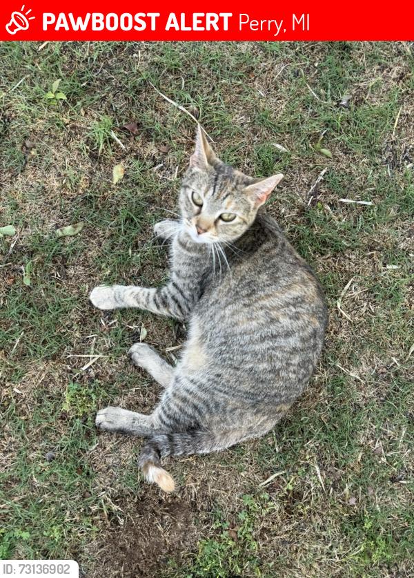 Lost Female Cat last seen Ruess Rd between Bath and Lansing Rd., Perry, MI 48872
