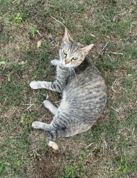 Lost Female Cat last seen Ruess Rd between Bath and Lansing Rd., Perry, MI 48872