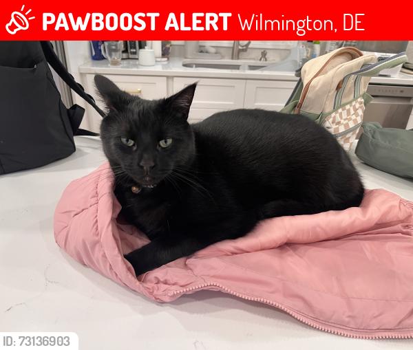 Lost Male Cat last seen Delaware Ave & Union St, Wilmington, DE 19806