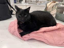 Lost Male Cat last seen Delaware Ave & Union St, Wilmington, DE 19806
