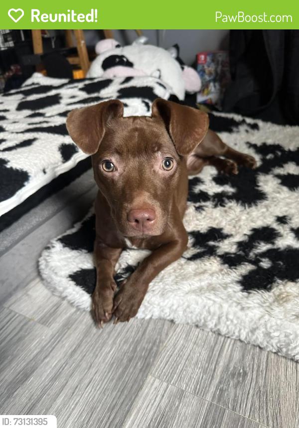 Reunited Female Dog last seen Rock Shoals Court, Atlanta, GA 30349