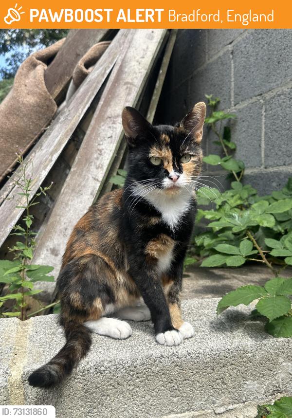 Found/Stray Female Cat last seen Bradford moor, Bradford, England 