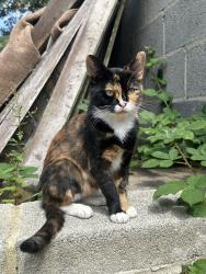 Found/Stray Female Cat last seen Bradford moor, Bradford, England 