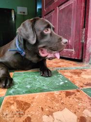 Lost Male Dog last seen Shidhrath vihar, Ghaziabad, UP 201009