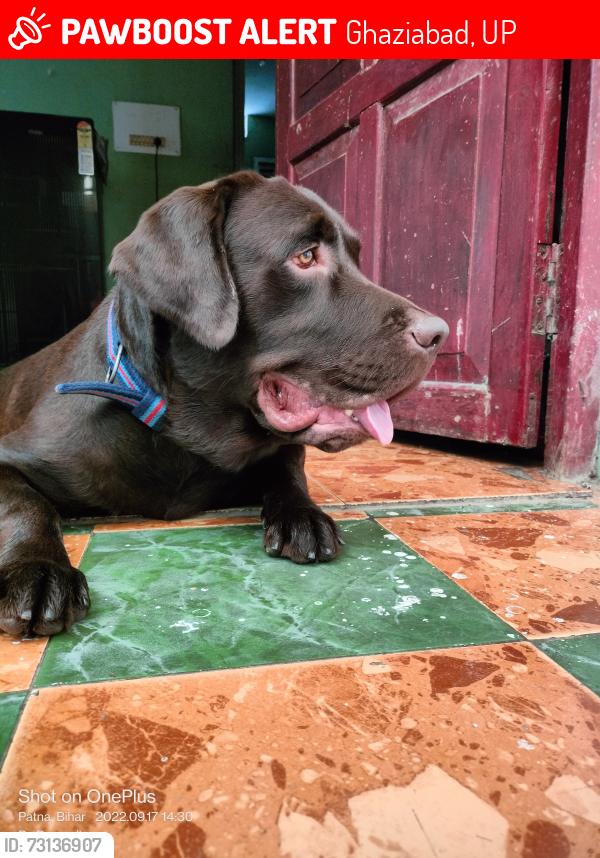 Lost Male Dog last seen Shidhrath vihar, Ghaziabad, UP 201009