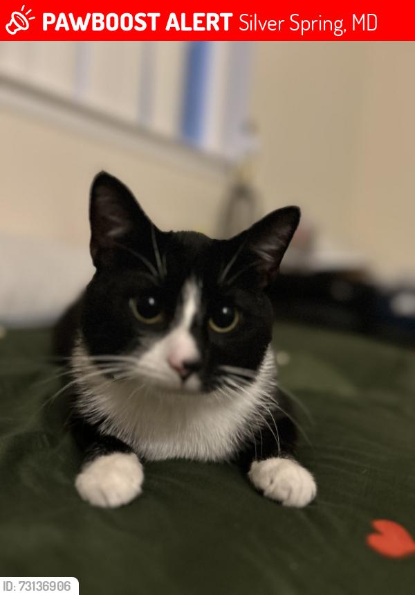 Lost Male Cat last seen Near Bel Pre Rd Silver Spring 20906, Silver Spring, MD 20906