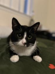 Lost Male Cat last seen Near Bel Pre Rd Silver Spring 20906, Silver Spring, MD 20906