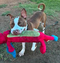 Shelter Stray Male Dog last seen Near BLOCK CHARLIE VETTINER PARK ROAD, 3528 Newburg Rd, Louisville, KY 40218, USA