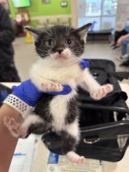 Shelter Stray Female Cat last seen Near BLOCK MARKSMAN RD, 3528 Newburg Rd, Louisville, KY 40218, USA