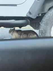 Found/Stray Unknown Cat last seen Walmart shopping center Lynnhaven parkway and Salem, Virginia Beach, VA 23456