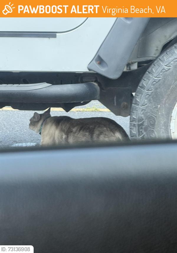 Found/Stray Unknown Cat last seen Walmart shopping center Lynnhaven parkway and Salem, Virginia Beach, VA 23456