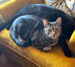 Reunited Male Cat last seen Riverside Park, Baltimore, MD 21230