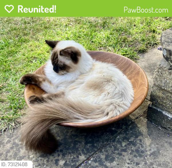 Reunited Male Cat last seen Corner Hotham and Erpingham Roads, Putney, London, Greater London, England SW15 1QW
